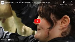 Hand-milking a cow at Fen Farm Dairy